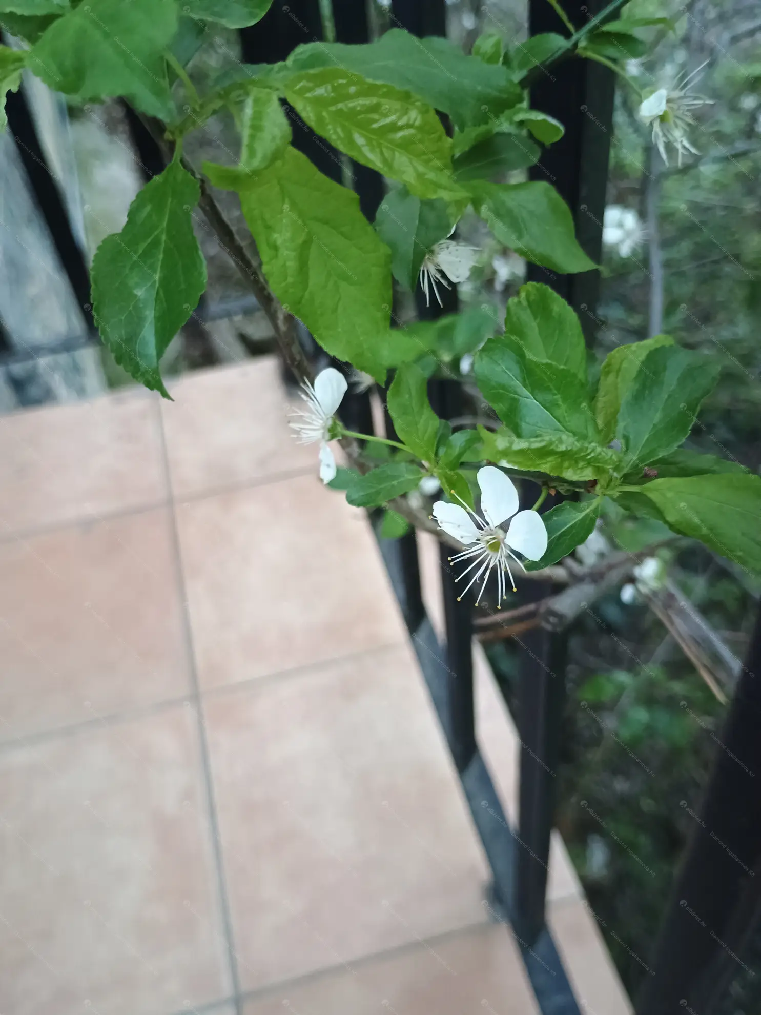 Kiadó albérlet 190000 Ft/hó áron: Budapest, II. kerület  Forint utca. Mérete: 31 nm, 1 szobás | Alberlet.hu - 6634963