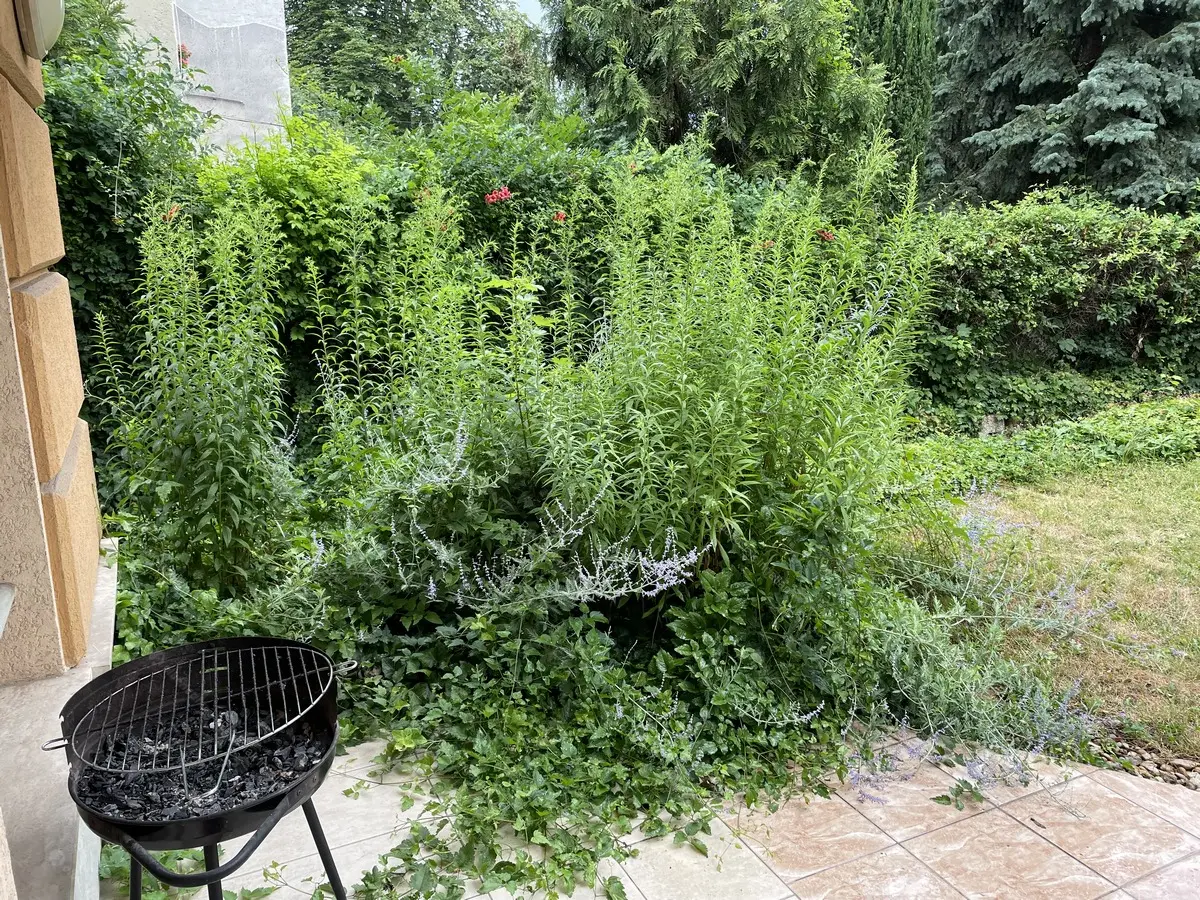 Kiadó albérlet 402000 Ft/hó áron: Budapest, II. kerület  Pusztaszeri út. Mérete: 87 nm, 3 szobás | Alberlet.hu - 6016114