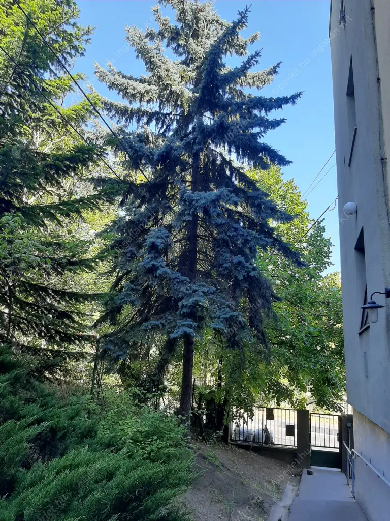 Kiadó albérlet 260000 Ft/hó áron: Budapest, II. kerület  Szépvölgyi út. Mérete: 56 nm, 1 szobás | Alberlet.hu - 6561710