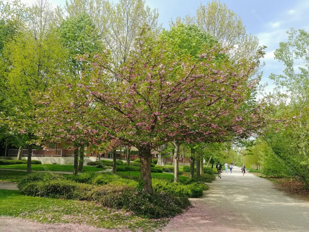 Kiadó albérlet 220000 Ft/hó áron: Budapest, III. kerület  Nánási út. Mérete: 37 nm, 1 szobás | Alberlet.hu - 6651266