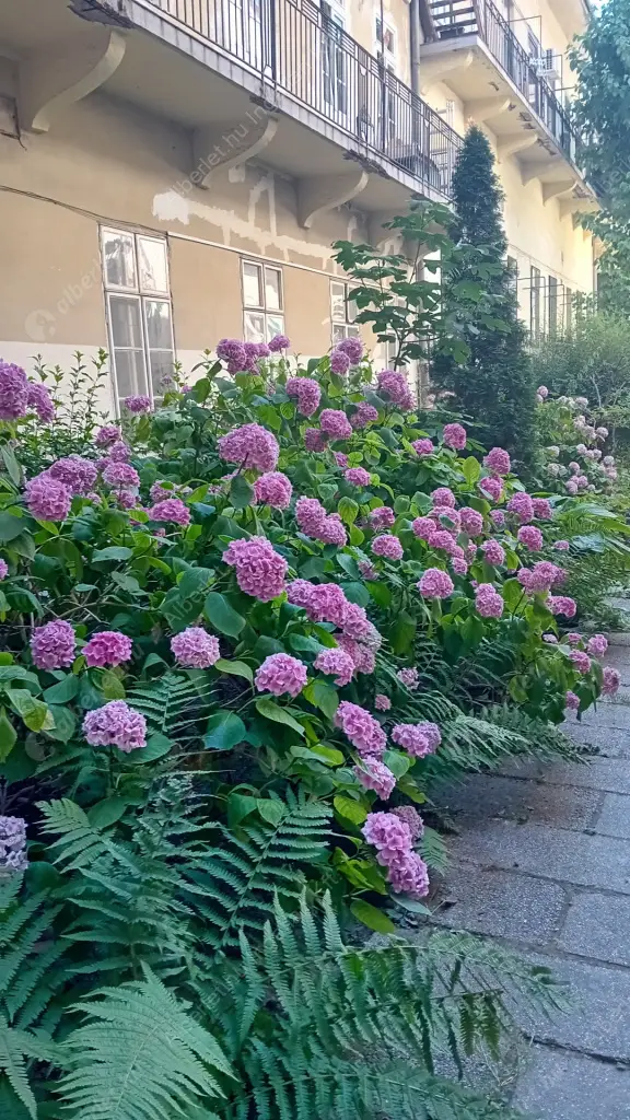 Kiadó albérlet 260000 Ft/hó áron: Budapest, IX. kerület  Üllői út. Mérete: 38 nm, 2 szobás | Alberlet.hu - 6515581