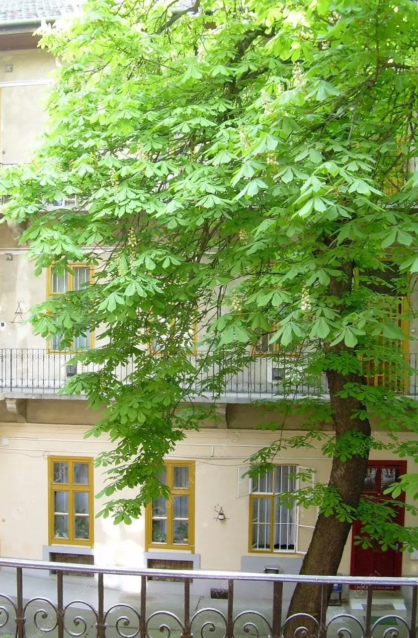 Kiadó albérlet 238000 Ft/hó áron: Budapest, VIII. kerület  II. János Pál pápa tér. Mérete: 45 nm, 1 szobás | Alberlet.hu - 6405803