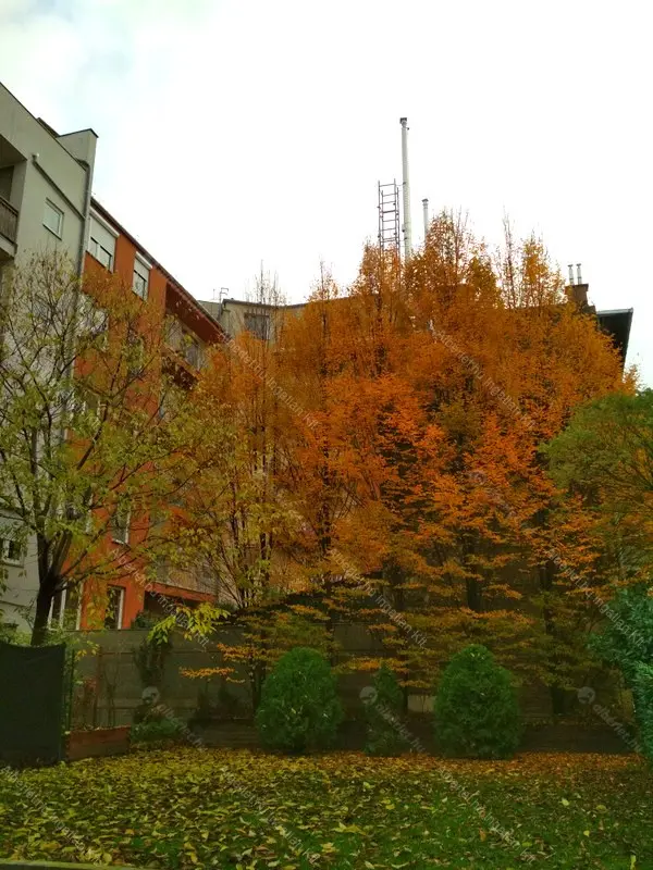 Kiadó albérlet 220000 Ft/hó áron: Budapest, VIII. kerület  Kálvária utca. Mérete: 34 nm, 1 szobás | Alberlet.hu - 6647019