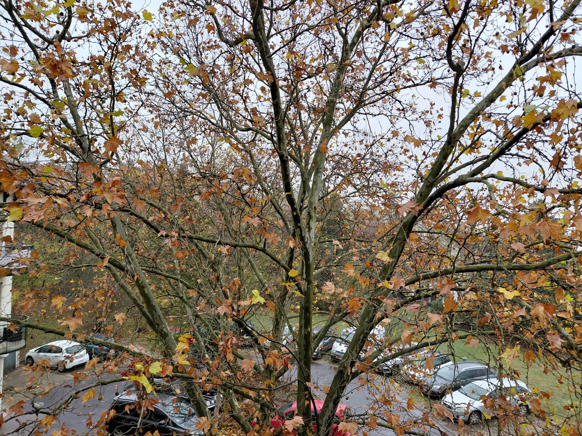 Kiadó albérlet 160000 Ft/hó áron: Budapest, XI. kerület  Dayka Gábor utca. Mérete: 28 nm, 1 szobás | Alberlet.hu - 6585496