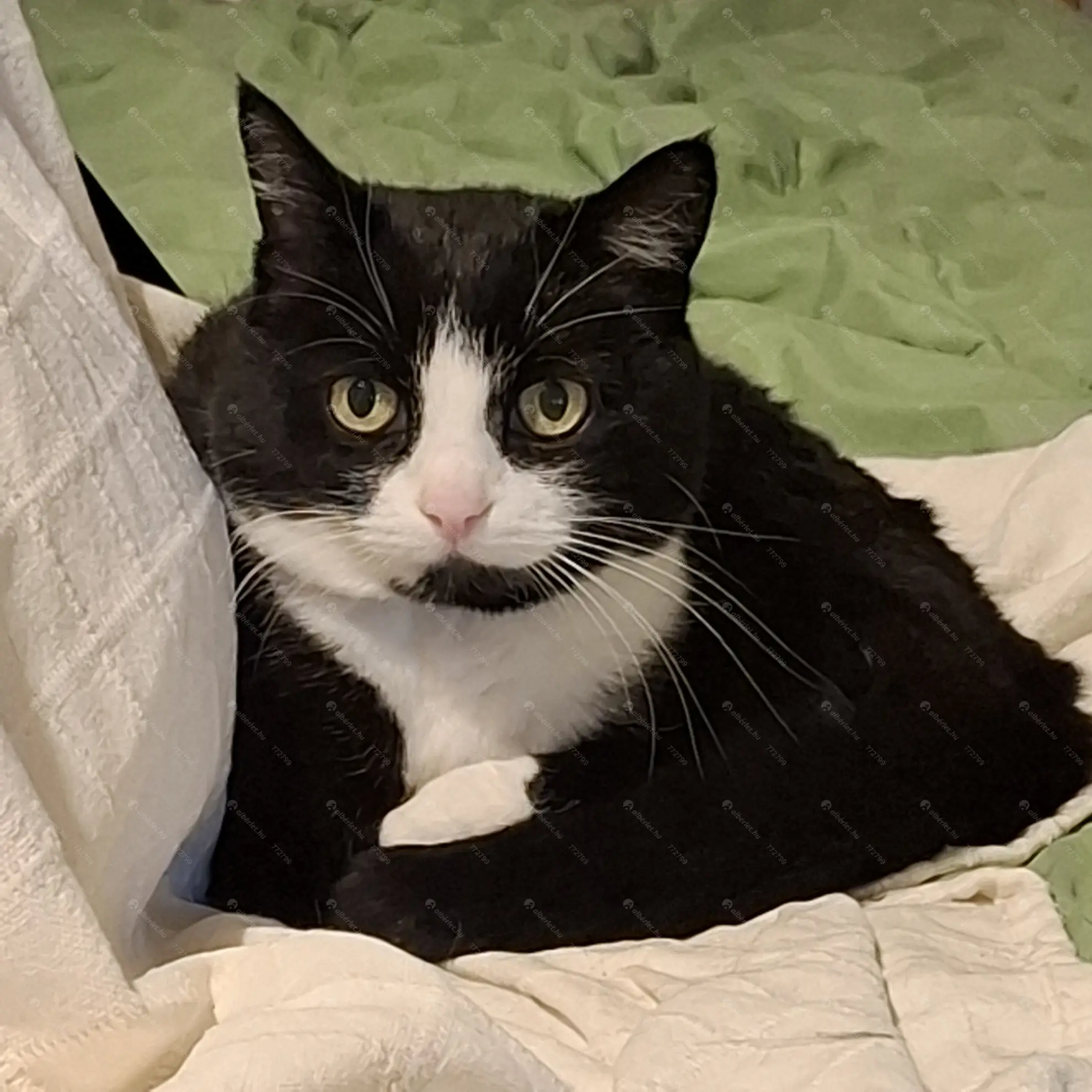 Kiadó albérlet 190000 Ft/hó áron: Budapest, XI. kerület  Takács Menyhért utca. Mérete: 50 nm, 1 szobás | Alberlet.hu - 6619506