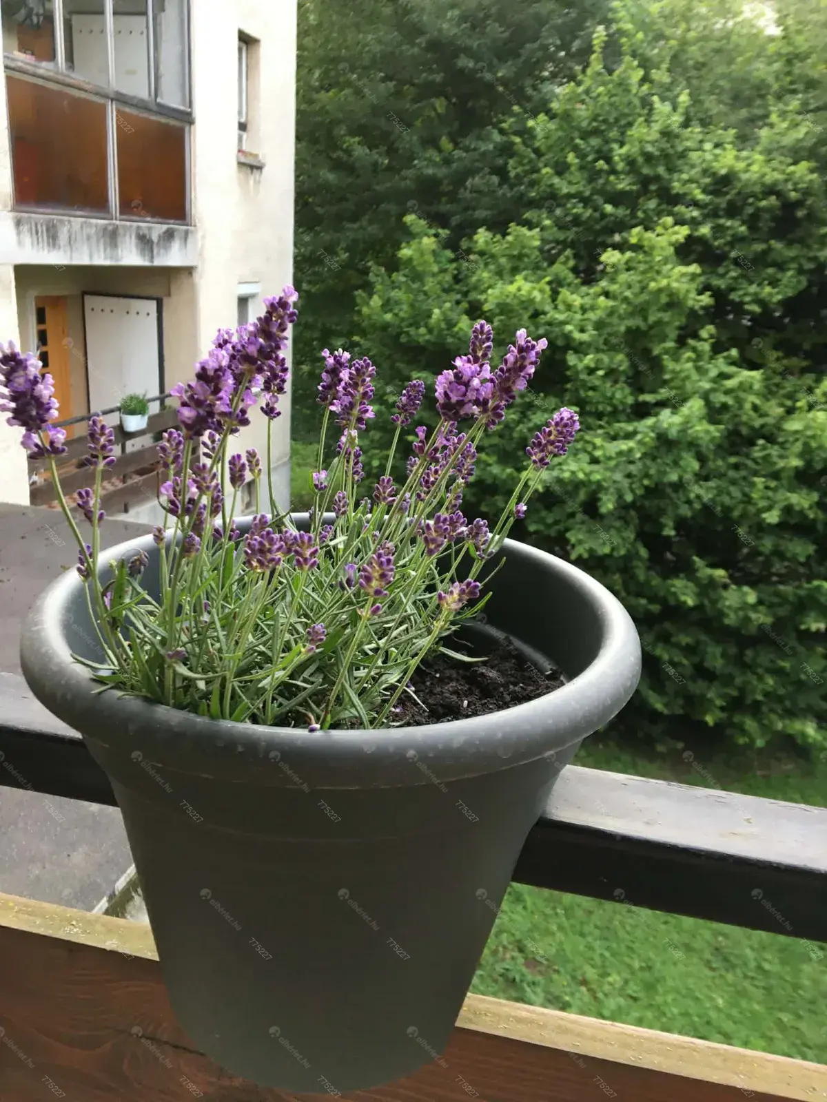 Kiadó albérlet 270000 Ft/hó áron: Budapest, XII. kerület  Szilassy út. Mérete: 47 nm, 2 szobás | Alberlet.hu - 6668815