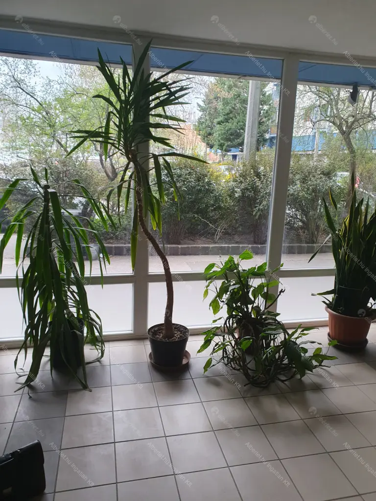 Kiadó albérlet 220000 Ft/hó áron: Budapest, XIII. kerület  Népfürdő utca. Mérete: 36 nm, 1 szobás | Alberlet.hu - 6684506