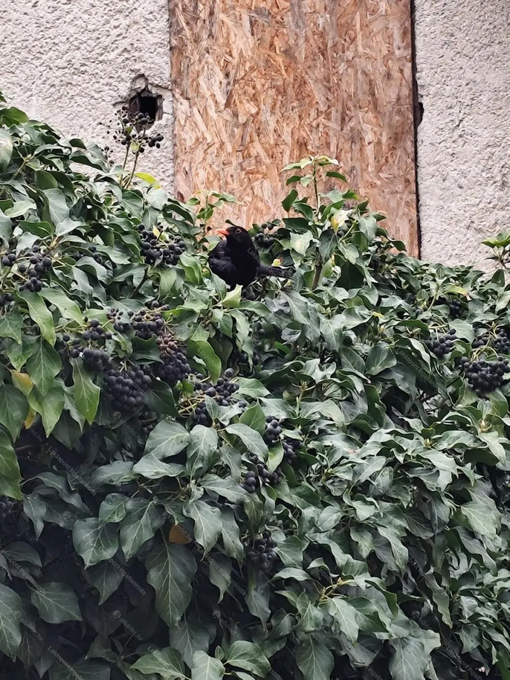 Kiadó albérlet 280000 Ft/hó áron: Fót,  Szent benedek utca . Mérete: 62 nm, 3 szobás | Alberlet.hu - 6686348