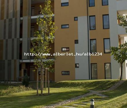 Új albérlet Sasad Liget | Alberlet.hu - 147